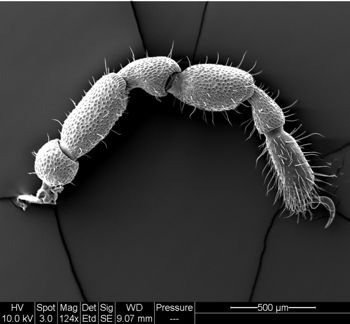 Media type: image;   Invertebrate Zoology 134641
